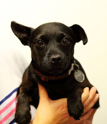 Willow Veterinary Clinic - Patsi’s Story - Spinal Surgery
