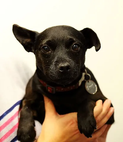 Willow Veterinary Clinic - Patsi’s Story - Spinal Surgery
