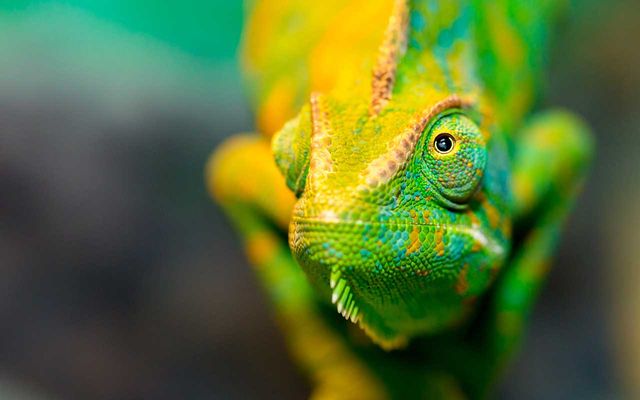 chameleon