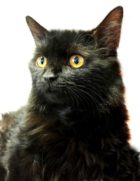 Willow Veterinary Clinic - Evie's Story - Portosystemic Shunt