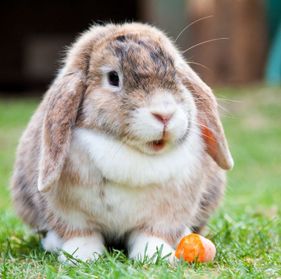 bunny