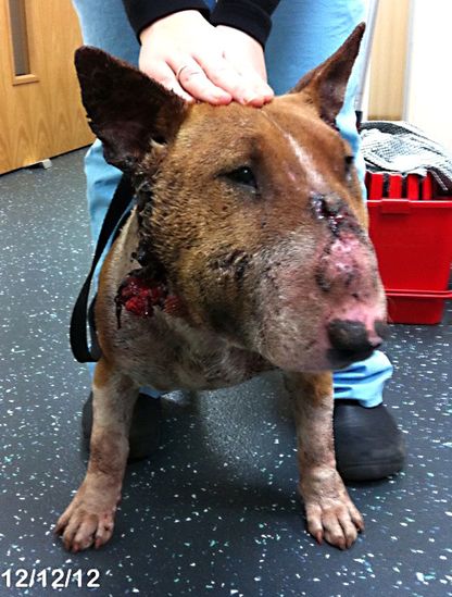 Willow Veterinary Clinic - Sandy's Story - Bite Wounds