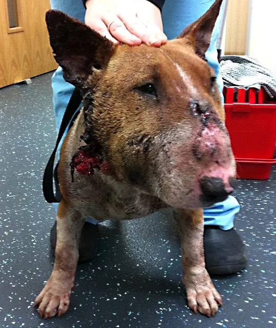 Willow Veterinary Clinic - Sandy's Story - Bite Wounds
