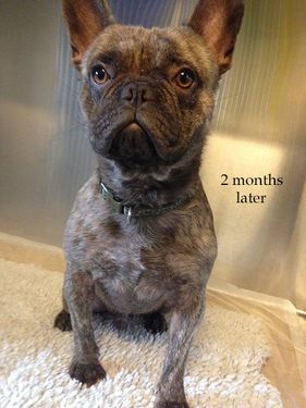 Willow Veterinary Clinic - Reggie's Story - Treatment of Demodectic Mange