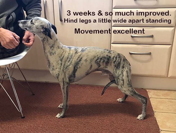 Willow Veterinary Clinic - Ethan's Story - Fibrocartilaginous Embolism (FCE)
