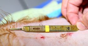 Willow Veterinary Clinic - Key Hole Surgery