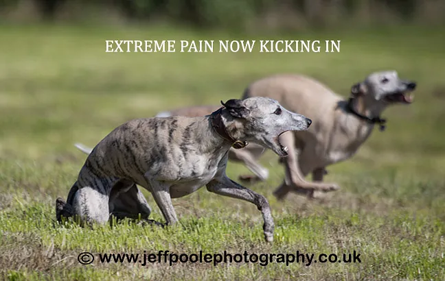 Willow Veterinary Clinic - Ethan's Story - Fibrocartilaginous Embolism (FCE)