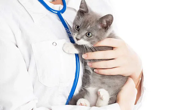 vet-holding-kitten